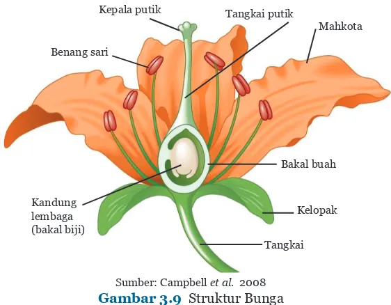 Gambar 3.9  Struktur Bunga
