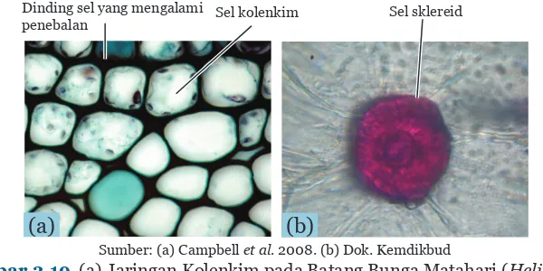 Gambar 3.19  (a) Jaringan Kolenkim pada Batang Bunga Matahari (Helianthus annus), (b) Jaringan Sklereid pada Buah Pir