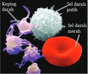 Gambar 6.3 Sel-sel Darah