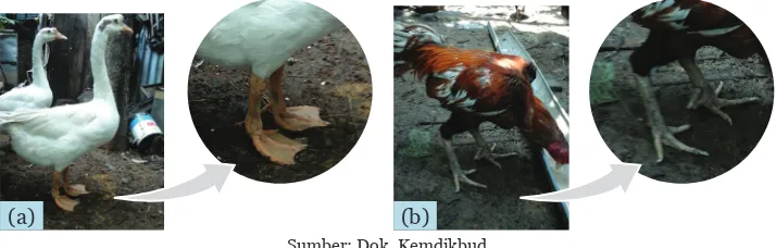 Gambar 7.2 (a) Kaki Angsa, (b) Kaki Ayam