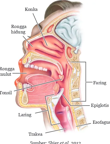 Gambar 8.2  Struktur Organ Pernapasan: Rongga hidung, Faring, dan Laring