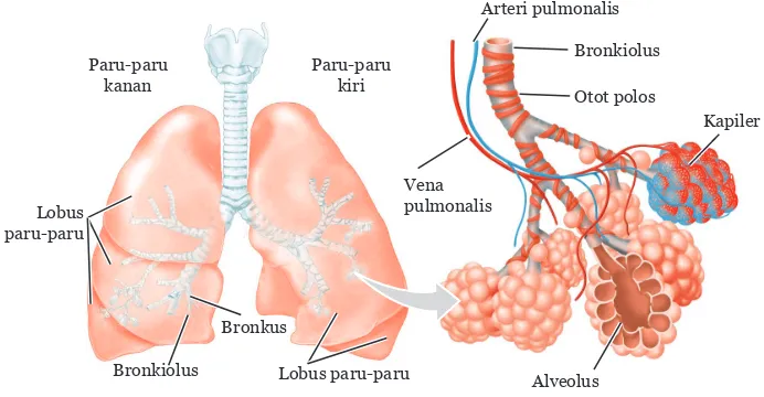 Gambar 8.4 Struktur Paru-paru, Bronkus, Bronkiolus, dan Alveolus