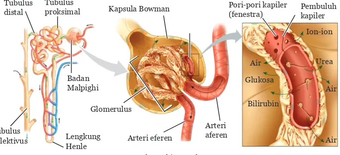 Gambar 9.5 Struktur Badan Malpighi dan Proses Filtrasi