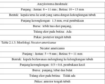 Table 2.1.3. Morfologi Ancylostoma duodenale 