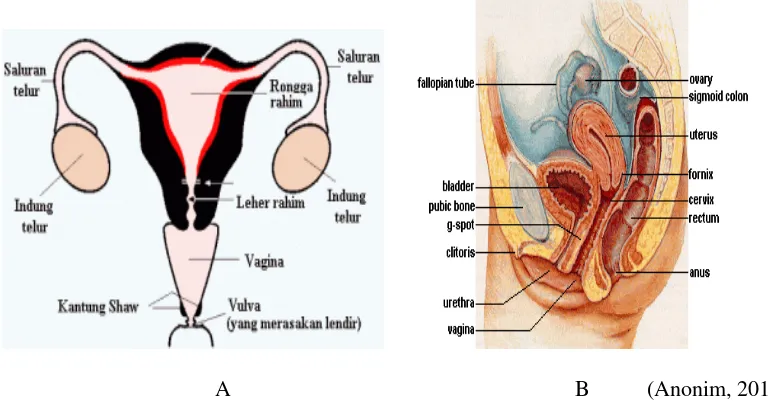 Gambar 1. Pada huruf A menunjukkan gambar organ reproduksi dalam padawanita, dan gambar B menunjukkan gambar anatomi pada wanita