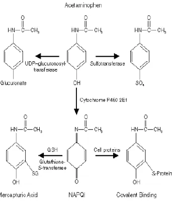 Gambar 4. Mekanisme toksik parasetamol (Lee, 1995)