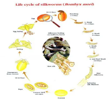 Gambar 2.1. Siklus hidup ulat sutera (Bombyx mori L.) (sumber. http://img11.imageshack.us/img11/1928/silkworm.jpg)  