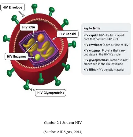 Gambar 2.1 Struktur HIV 