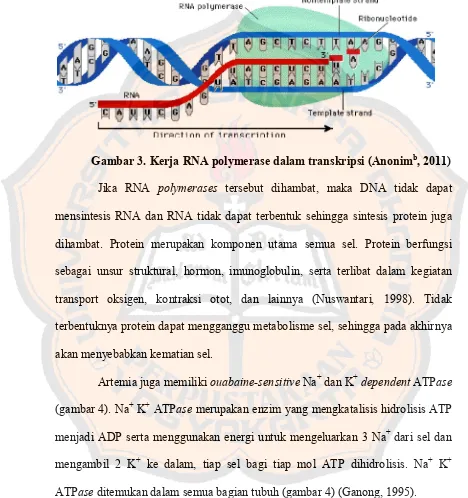 Gambar 3. Kerja RNA polymerase dalam transkripsi (Anonimb, 2011) 