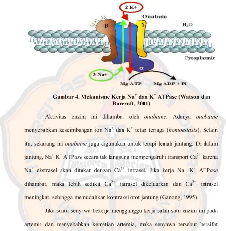 Gambar 4. Mekanisme Kerja Na+ dan K+ ATPase (Watson dan 