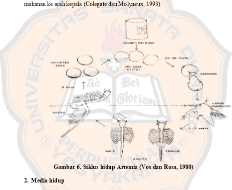 Gambar 6. Siklus hidup Artemia (Vos dan Rosa, 1980) 