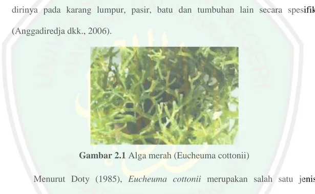 Gambar 2.1 Alga merah (Eucheuma cottonii) 
