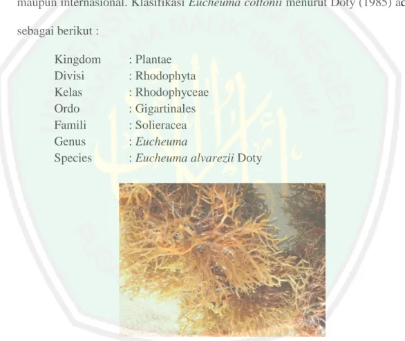 Gambar 2.1 Alga merah Eucheuma cottonii 