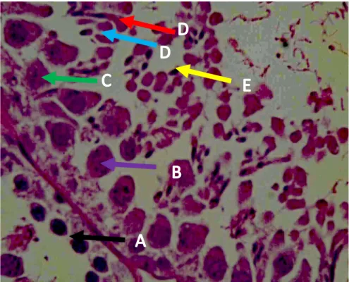 Gambar  13.  Gambaran  spermatogenesis  lengkap  didalam  tubulus  dengan  perbesaran 1000x