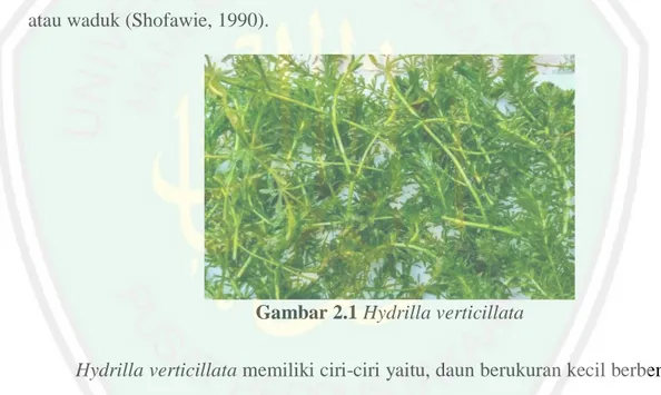 Gambar 2.1 Hydrilla verticillata 
