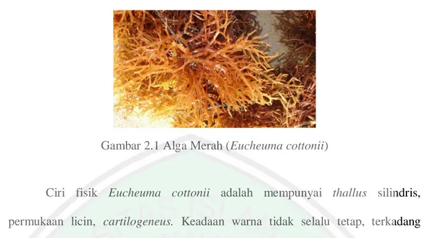 Gambar 2.1 Alga Merah (Eucheuma cottonii) 