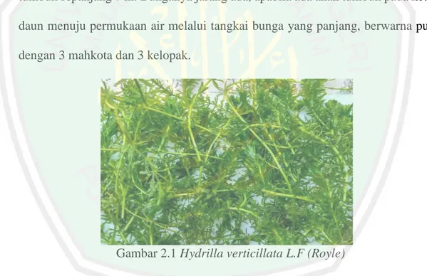 Gambar 2.1 Hydrilla verticillata L.F (Royle) 