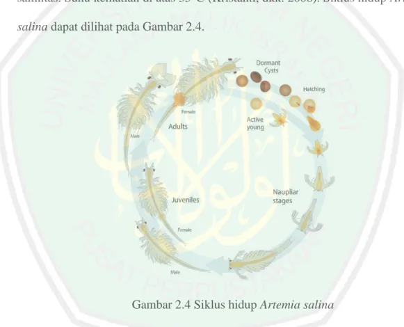 Gambar 2.4 Siklus hidup Artemia salina 