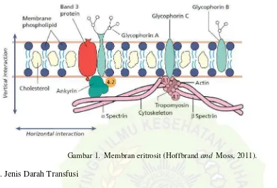 Gambar 1.  Membran eritrosit (Hoffbrand and Moss, 2011).