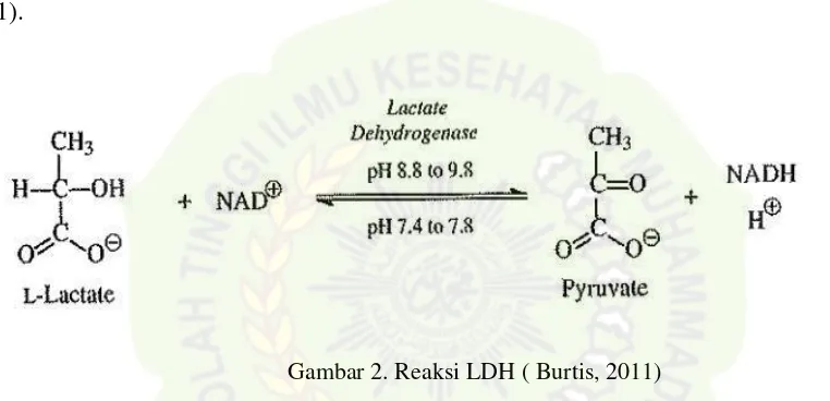 Gambar 2. Reaksi LDH ( Burtis, 2011)