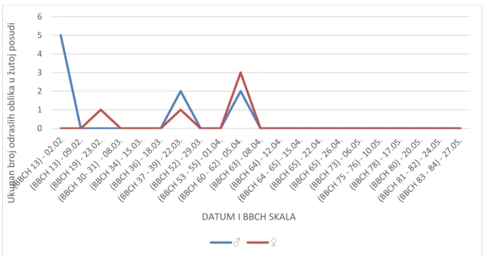 Tablica 1. Seksualni index odraslih oblika velike (C. napi)  i male (C. pallidactylus)  repičine pipe na lokalitetu Šašinovec u 2016