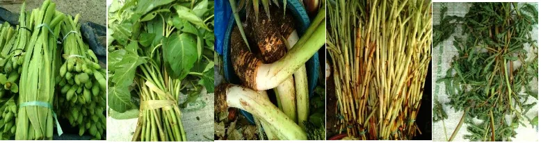Gambar 1.  Sayuran lokal khas rawa yang paling banyak ditemui di pasar Martapura (dari kiri ke kanan : genjer, kangkung air, keladi, sulur keladi, supan-supan)