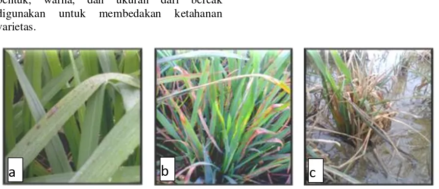 Gambar 1. Gejala serangan patogen P. grisea (Cooke) Sacc. (a) Bercak daun  berupa titik pada varietas Ciherang, (b) Bercak daun tidak membentuk tepi yang jelas pada varietas Cibogo dan (c) kematian keseluruhan tanaman varietas Inpari 7
