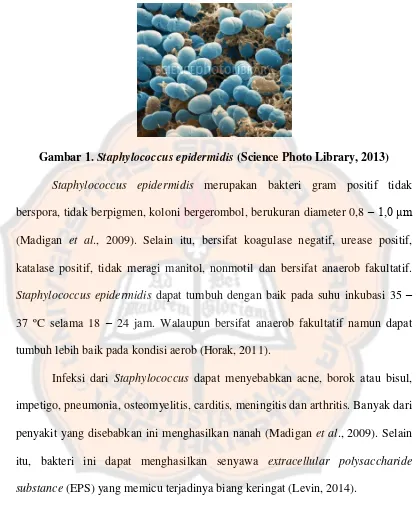 Gambar 1. Staphylococcus epidermidis (Science Photo Library, 2013) 