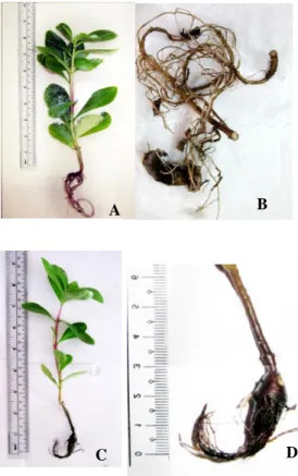 Gambar 3.  Hasil  kromatografi  lapis  tipis  (KLT)  ekstrak  etanol  akar  rambut,  akar  dan  umbi  tanaman  ginseng  Jawa