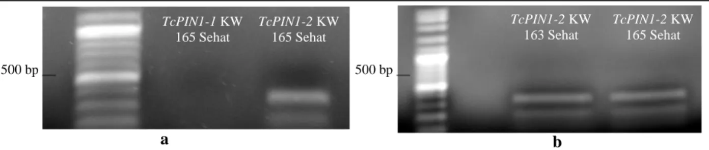 Gambar 3. Amplifikasi TcPIN1-1 dan TcPIN1-2 dari buah kakao sehat klon KW 165 (a) dan Amplifikasi TcPIN1-2  dari buah kakao sehat klon KW 163 dan KW 165 (b)