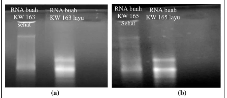Gambar  4  menunjukkan  hasil  ekstraksi  RNA  dari  buah  kakao  sehat  dan  layu  dari  klon  KW  163  dan  KW  165