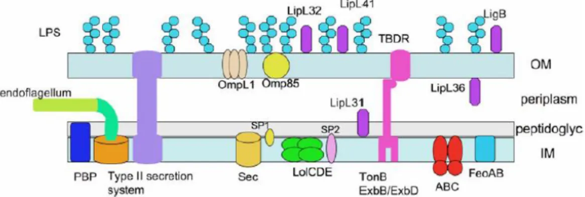 Figura 4- Esquema da parede celular das Leptospiras indicando a localização de várias proteínas,  lipoproteínas e LPS (adaptado de Ko et al 2009 3 )
