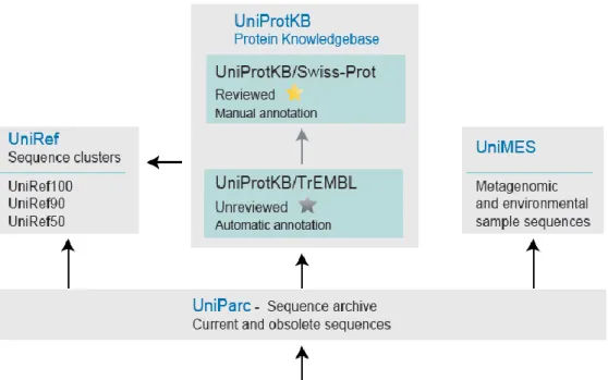 Figura 6- Fontes e fluxo de dados das bases de dados das componentes do UniProt. 8