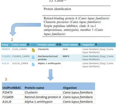 Figura  12- Catalogação  das proteínas. 1) Título do artigo e respetivas  proteínas detetadas; 2)  Códigos UniProt ( http://www.uniprot.org/ ) e em que organismo estão presente; 3) Catalogação na  base de dados “CanisTecOme”