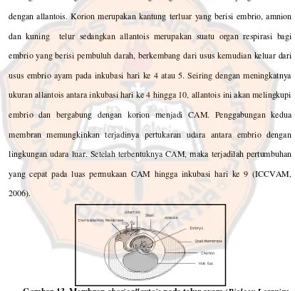 Gambar 13. Membran chorioallantoic pada telur ayam (Biology Learning 