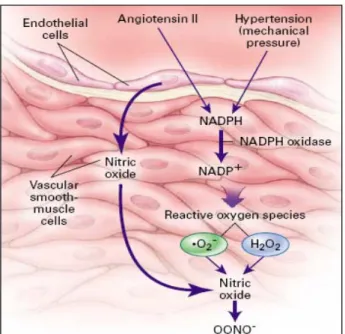 Gambar 2. Peran angiotensin II dan stress mekanis dalam pemnbentukan radikal bebas (reactiveoxygen species)  di dinding pembuluh darah penderita hipertensi