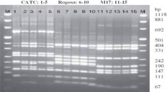 Figure  2.  Representative  ARDRA  profiles  of  digested  16S  rRNA  gene  of  microbial  consortia  from  Karakačanski skakutanac cheese