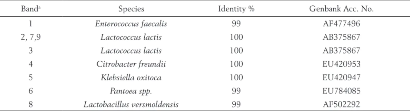 Table 1. Bacterial species identification after sequencing of the V3-16S rDNA fragments from DGGE gel  of  Karakačanski skakutanac microbial consortia