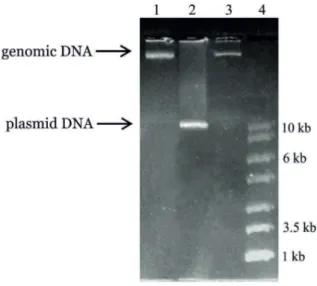 Figure 2. Agarose gel electrophoresis showing   plasmid profiles 1 Ec. faecium A7; 2 Lb