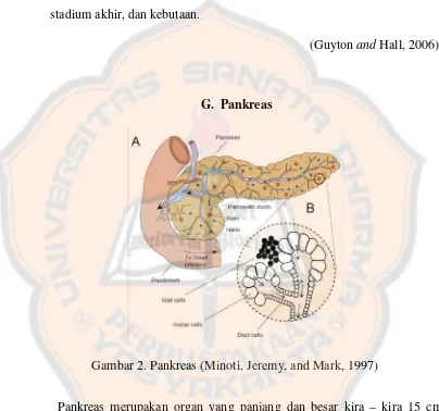 Gambar 2. Pankreas (Minoti, Jeremy, and Mark, 1997) 