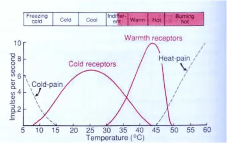 Gambar 2-3 Respons Temperatur Kulit-Impuls per detik  [2]