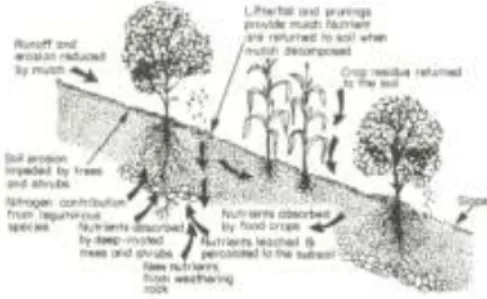 Gambar 1. Skema representasi menunjukkan manfaat  daur  ulang  hara  dan  pengendalian  erosi  pada alley cropping (Kang, 1997)  Spesies  kayu  pada  sistem  alley  cropping  dapat  meningkatkan  kesuburan  tanah  dengan  menyerap  unsur  hara  dari  lingk