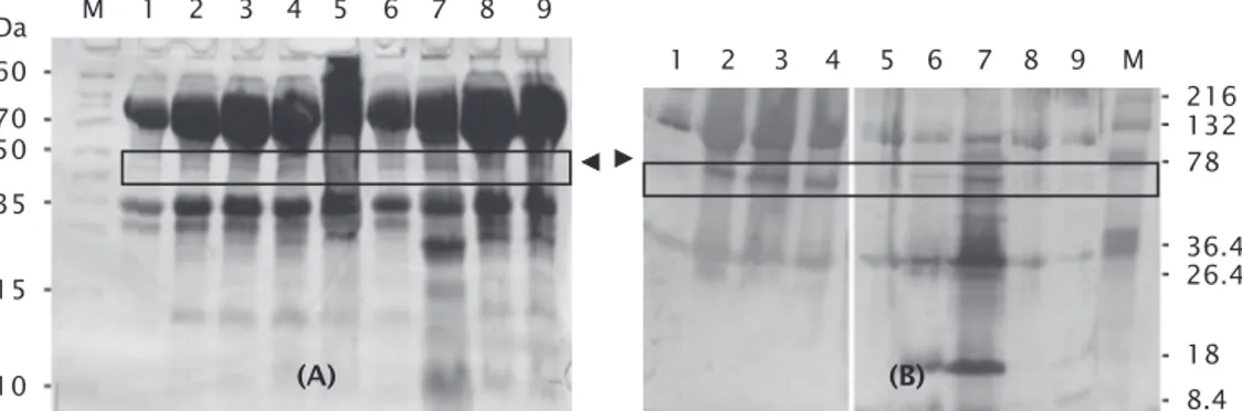 Figure 1. Analysis SDS-PAGE (A) and Western blot (B) of protein’s catfish embryos after in- in-jected with pmBA-CP and pJfKer-CP