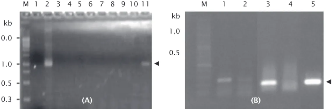 Gambar 2. Deteksi ekspresi mRNA CP VNN dalam tubuh ikan yang telah diinjeksi dengan vaksin DNA dengan dosis dan waktu pengambilan sampel berbeda (A)