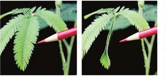 Gambar 1.2. Tanggapan tumbuhan Mimosa pudica terhadap sentuhan Supaya  efektif,  tanggap  terhadap