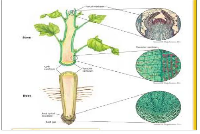 Gambar 3.1. Diagram posisi mersitem pada tumbuhan