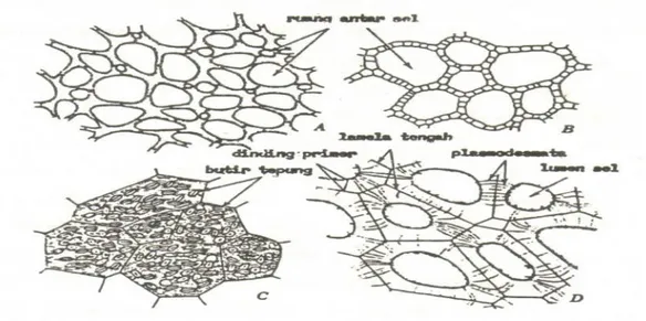 Gambar 3.3. Tipe-tipe parenkim, A. Parenkim udara daun Canna, parenkim bercabang  seperti  bintang  dengan  ruang  antar  sel  besar,  B.