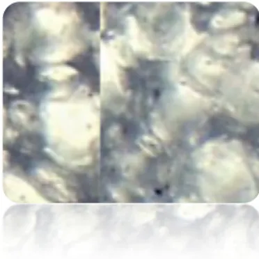 Gambar 2.2. Organ buah buncis (Phaseolus vulgaris) sebelum diamati dengan mikroskop (a),  bagian  yang  diamati  difokuskan  pada  bagian  (b)  dengan  perbesaran  40x  dan  tampak  kumpulan sel pada bagian buah Phaseolus vulgaris  dengan  perbesaran 80x (