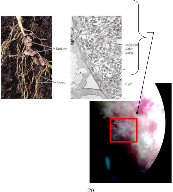 Gambar 5.1: bakteroid pada akar kacang-kacangan. (a) bintil akar (kiri) dan bakteroid dalam  sel-sel akar tanaman kacang-kacangan (kanan) yang diperoleh dari literatur (Campbell &amp; 