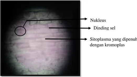 Gambar 1.1: Kumpulan sel epidermis bawah daun Rhoe discolor pada perbesaran 40x 